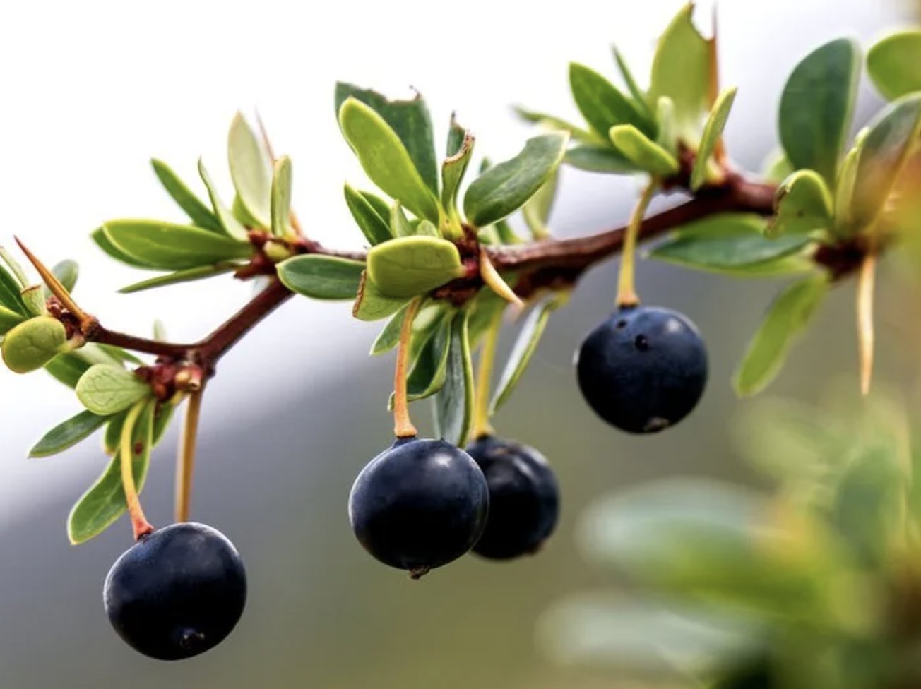 Bosque Comestible — calafate berries, an emblematic Patagonian native
