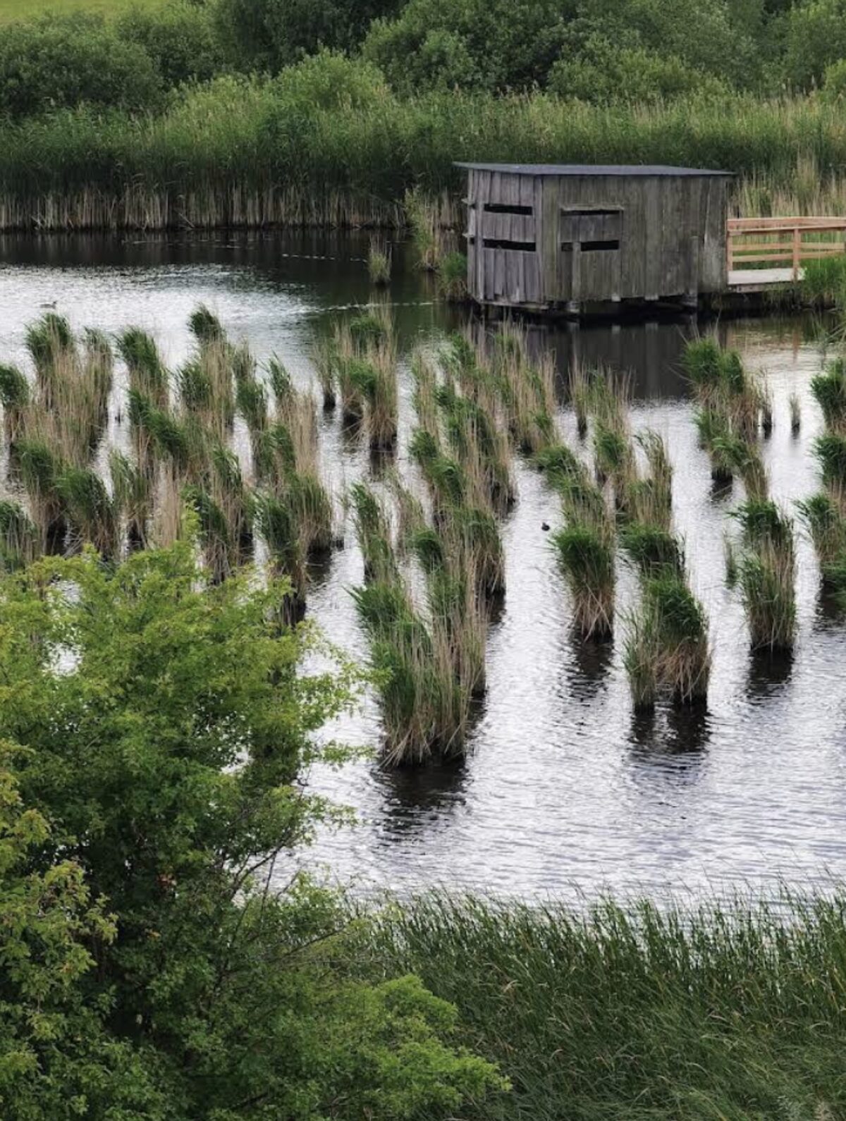 Wild wetlands — Sendero Sur